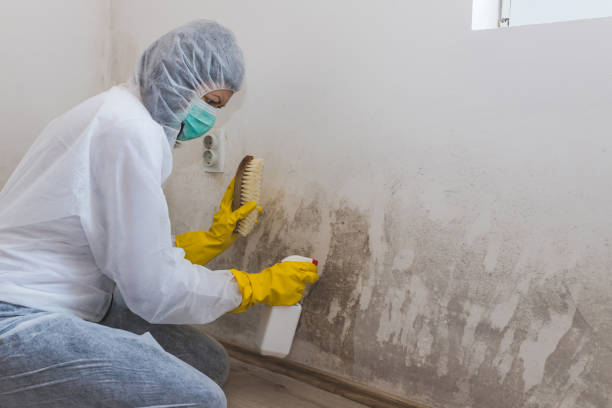 Best Industrial Mold Remediation  in Rochester, NH